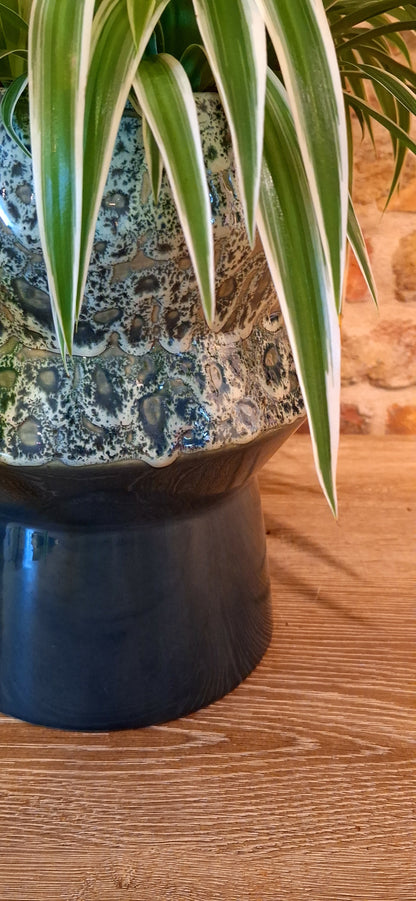 Chlorophytum in pot