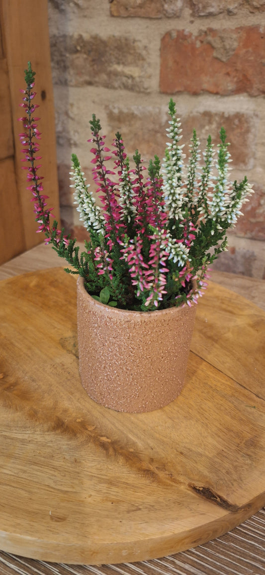 Mini keramiek sand met plant