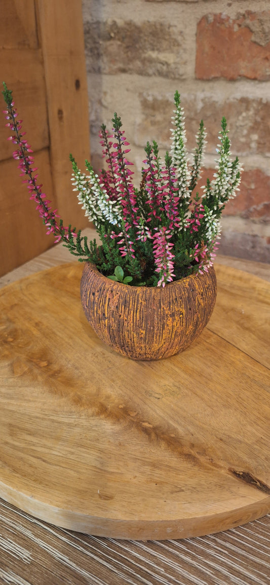Mini kokos met plant