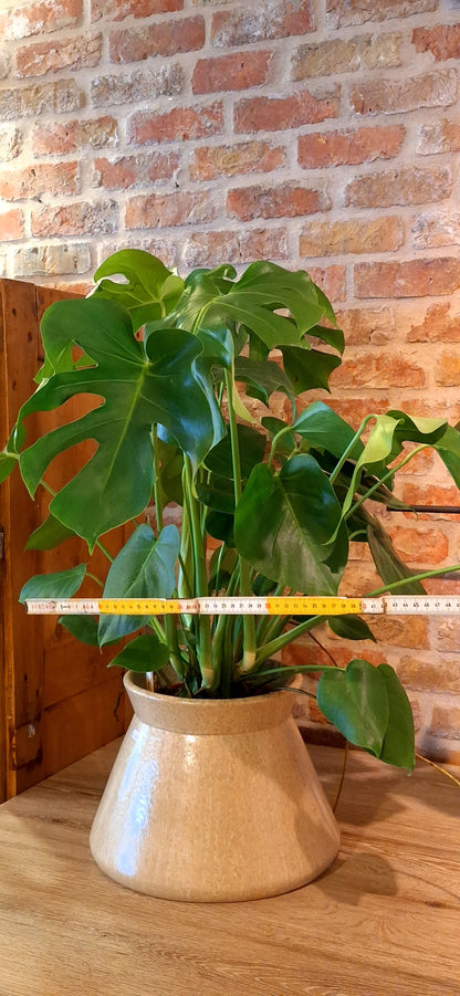 Monstera in konische pot