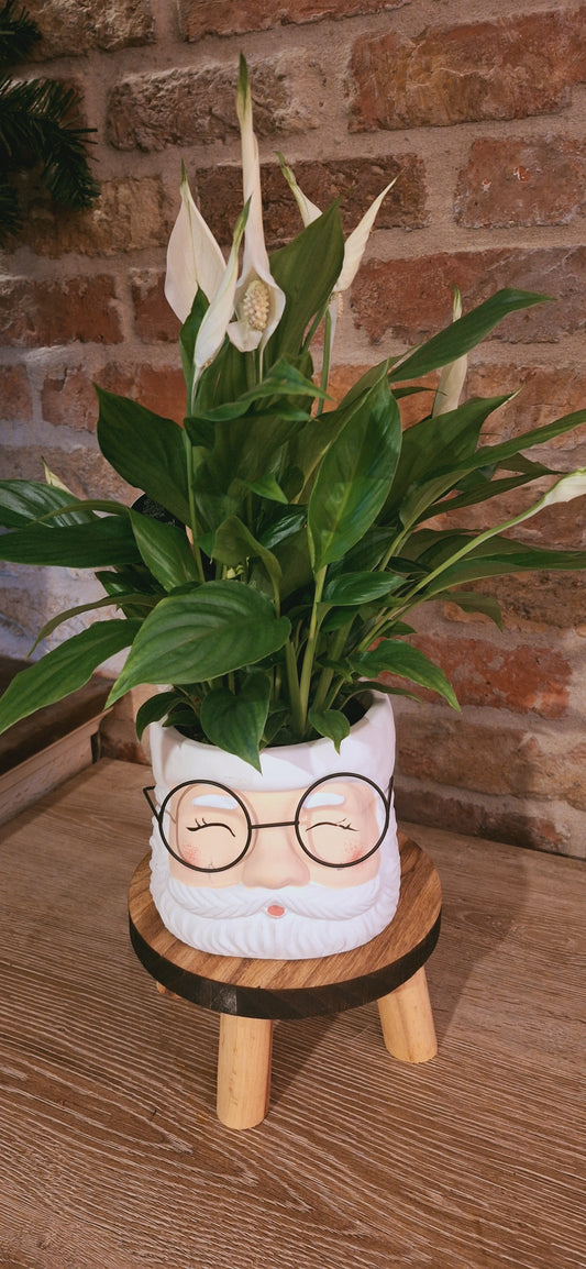 Kerstpot met spatiphilum dia 13cm