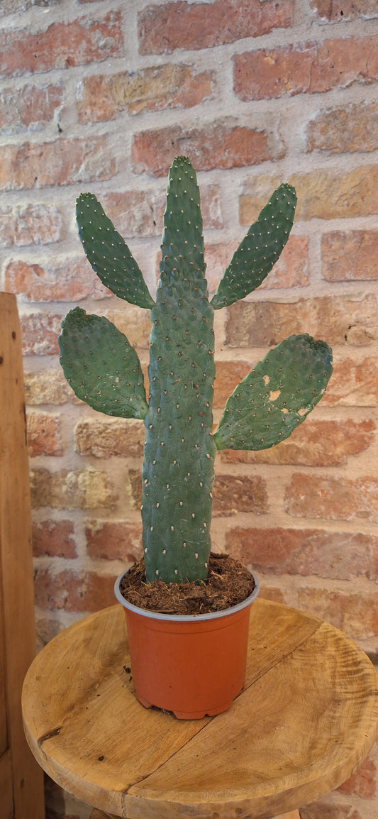 Optunia dia 12cm