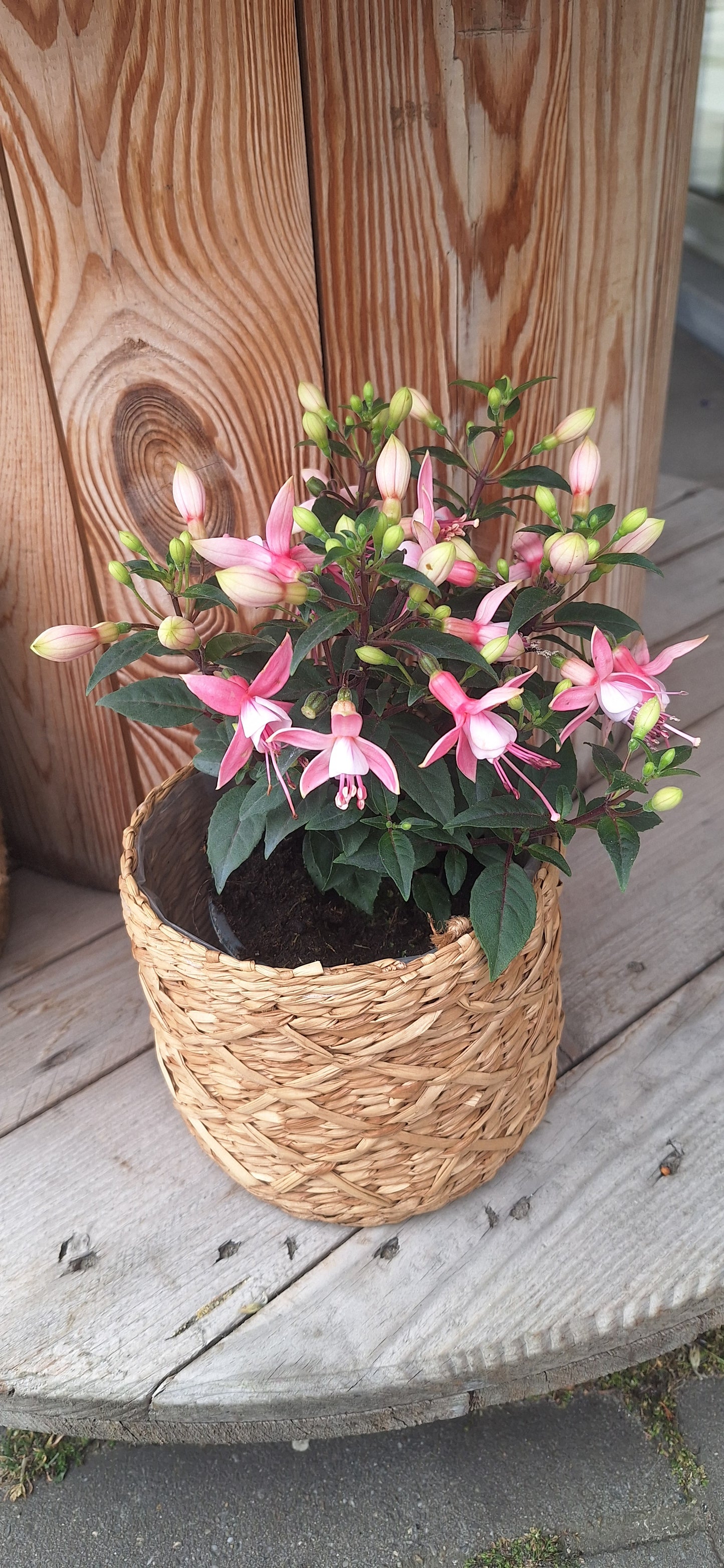 Fuschia
