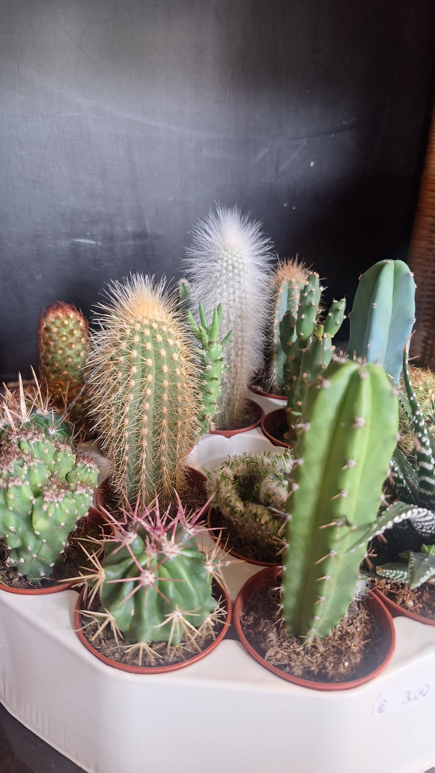 Assortiment cactussen dia 6cm