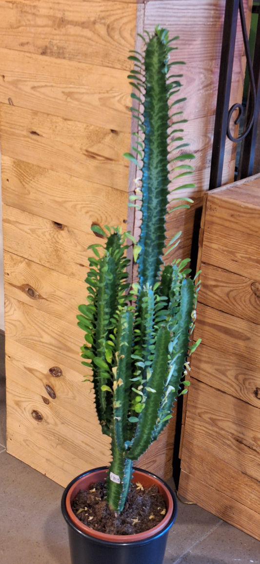 Large Euphorbia Trigona