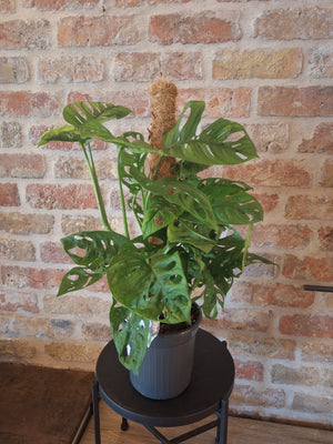 Monsters monkey op mosstok dia 17cm