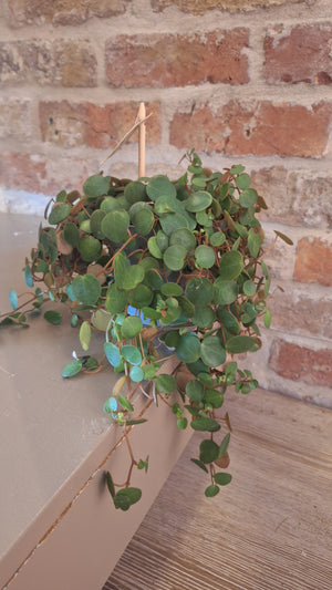 Peperomia pepperspot dia 11cm