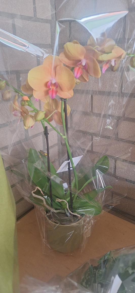 Orchidee in pot
