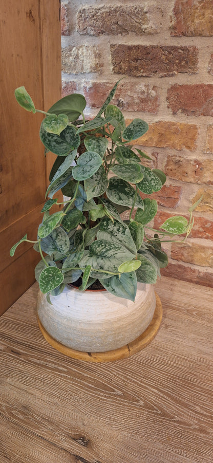 Scindapsus op mosstok in decoratieve schaal / pot