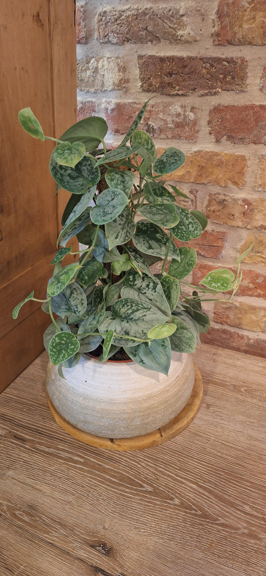 Scindapsus op mosstok in decoratieve schaal / pot