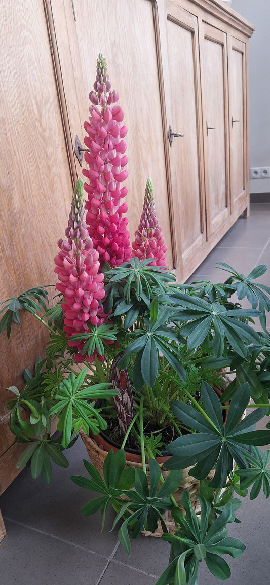 Lupine