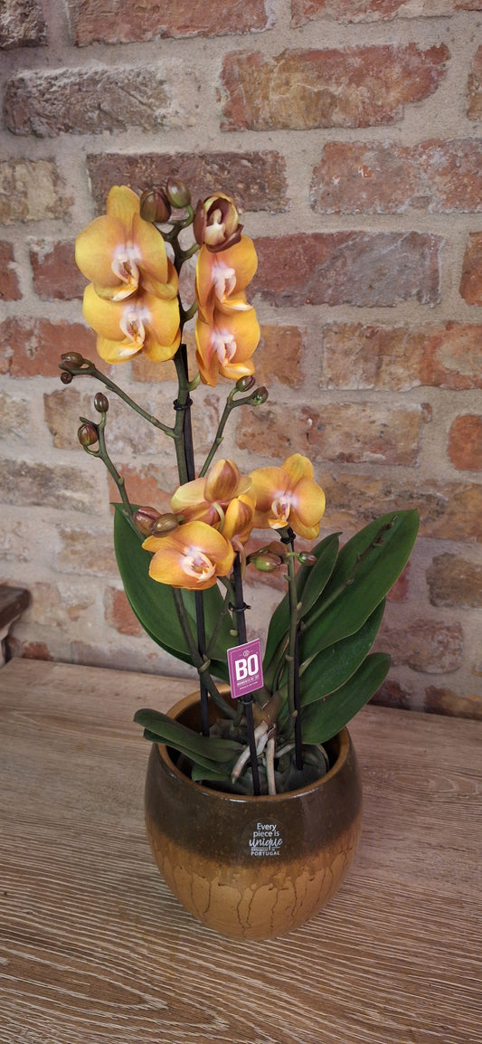 Orchidee copper multitak in pot dia 12cm