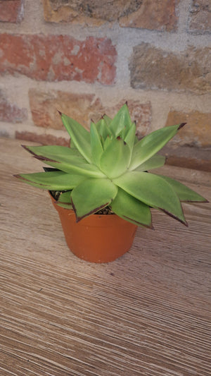 Echeveria dia 11cm