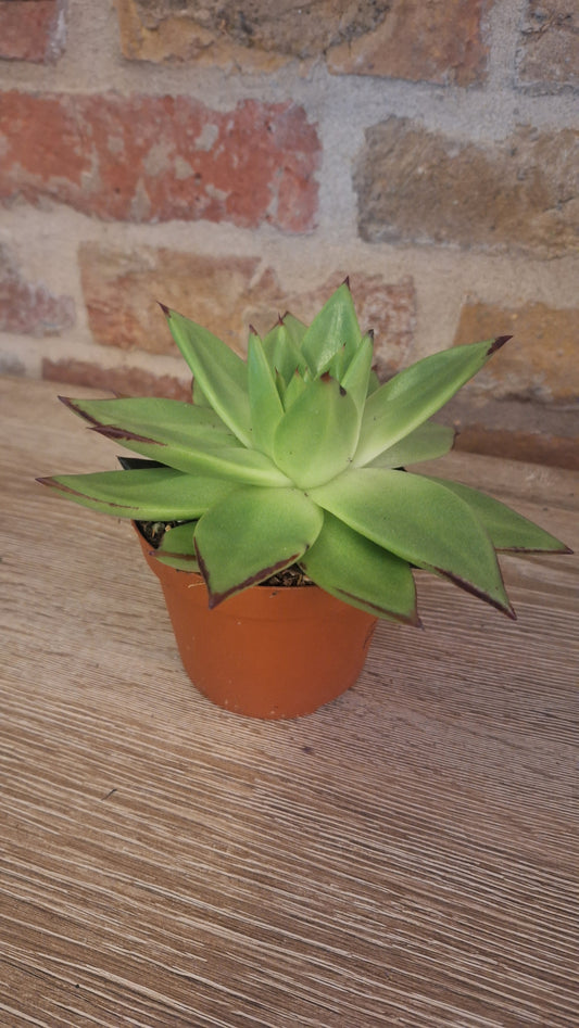Echeveria dia 11cm