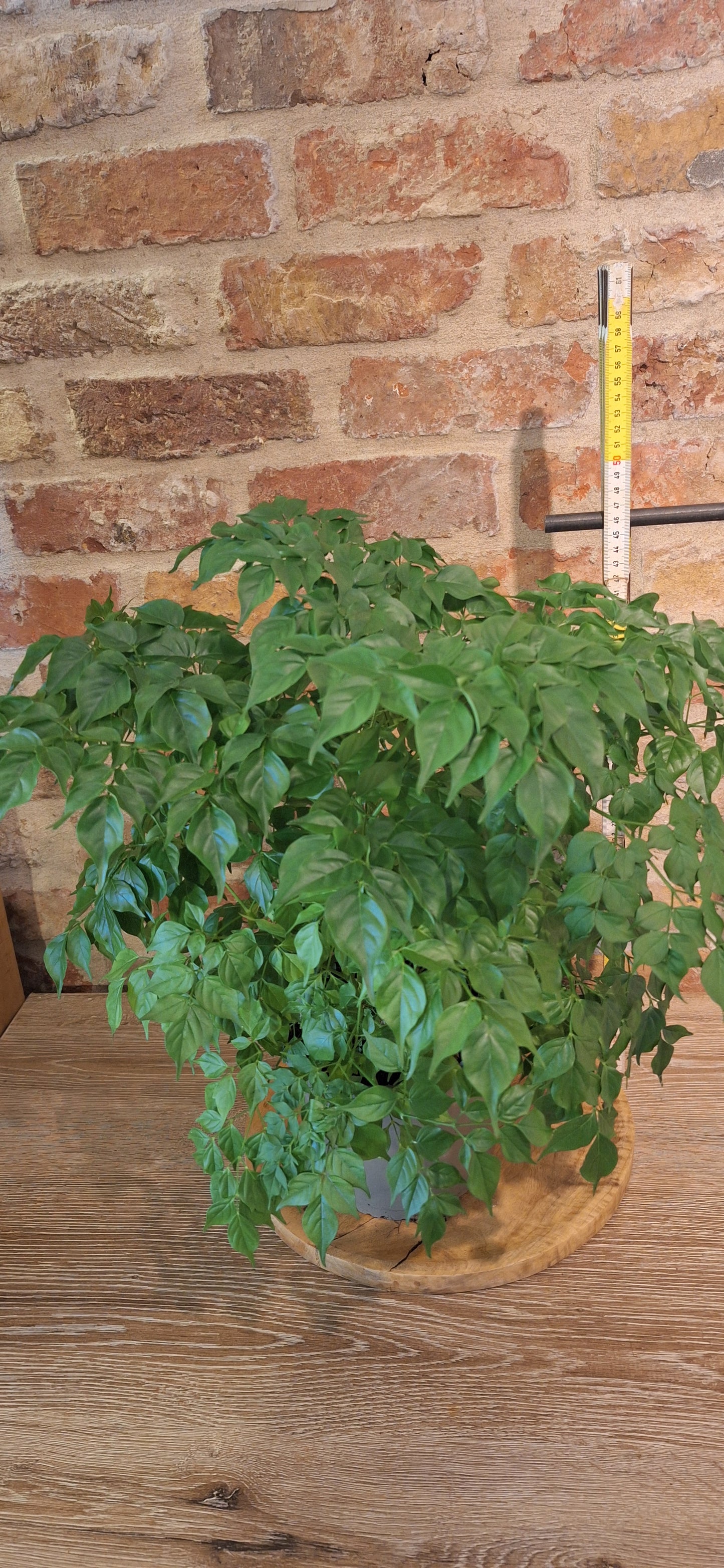 Radermachera dia 17cm