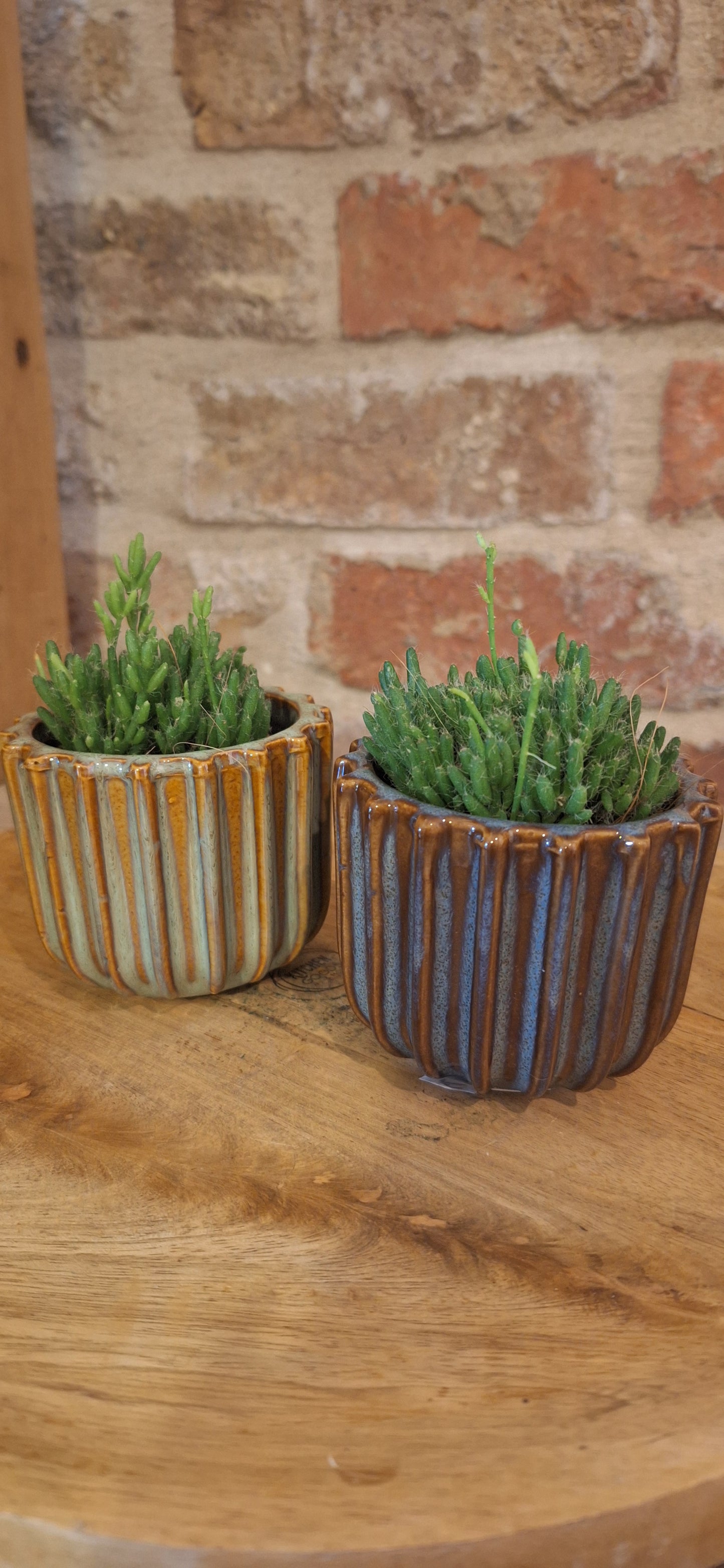 Mini keramiek met plant