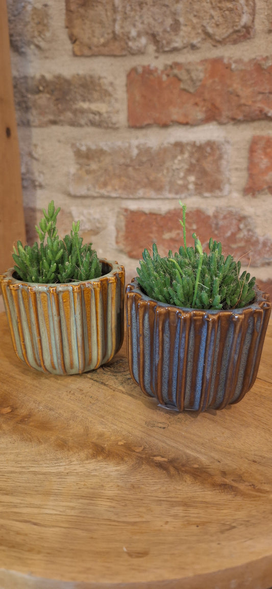 Mini keramiek met plant