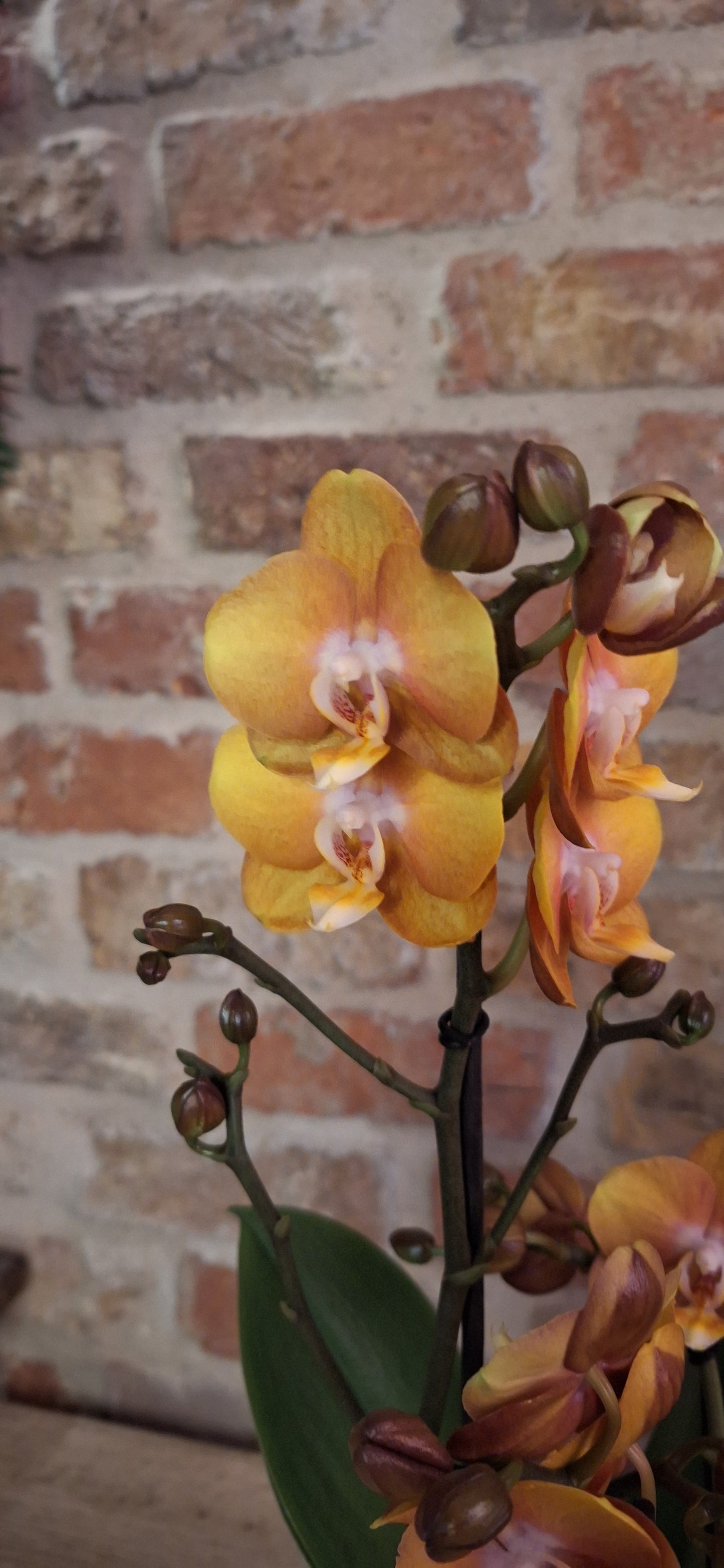 Orchidee copper multitak in pot dia 12cm