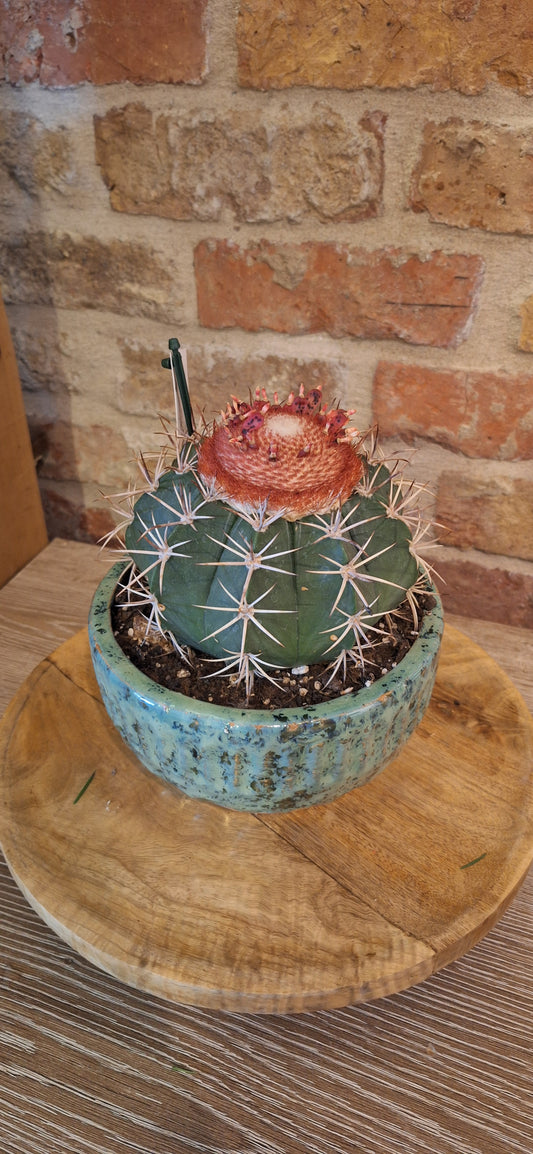 Cactus in schaal