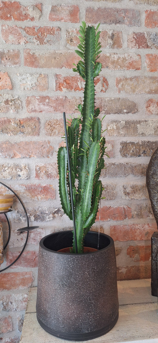 Euphorbia Trigona dia 17cm