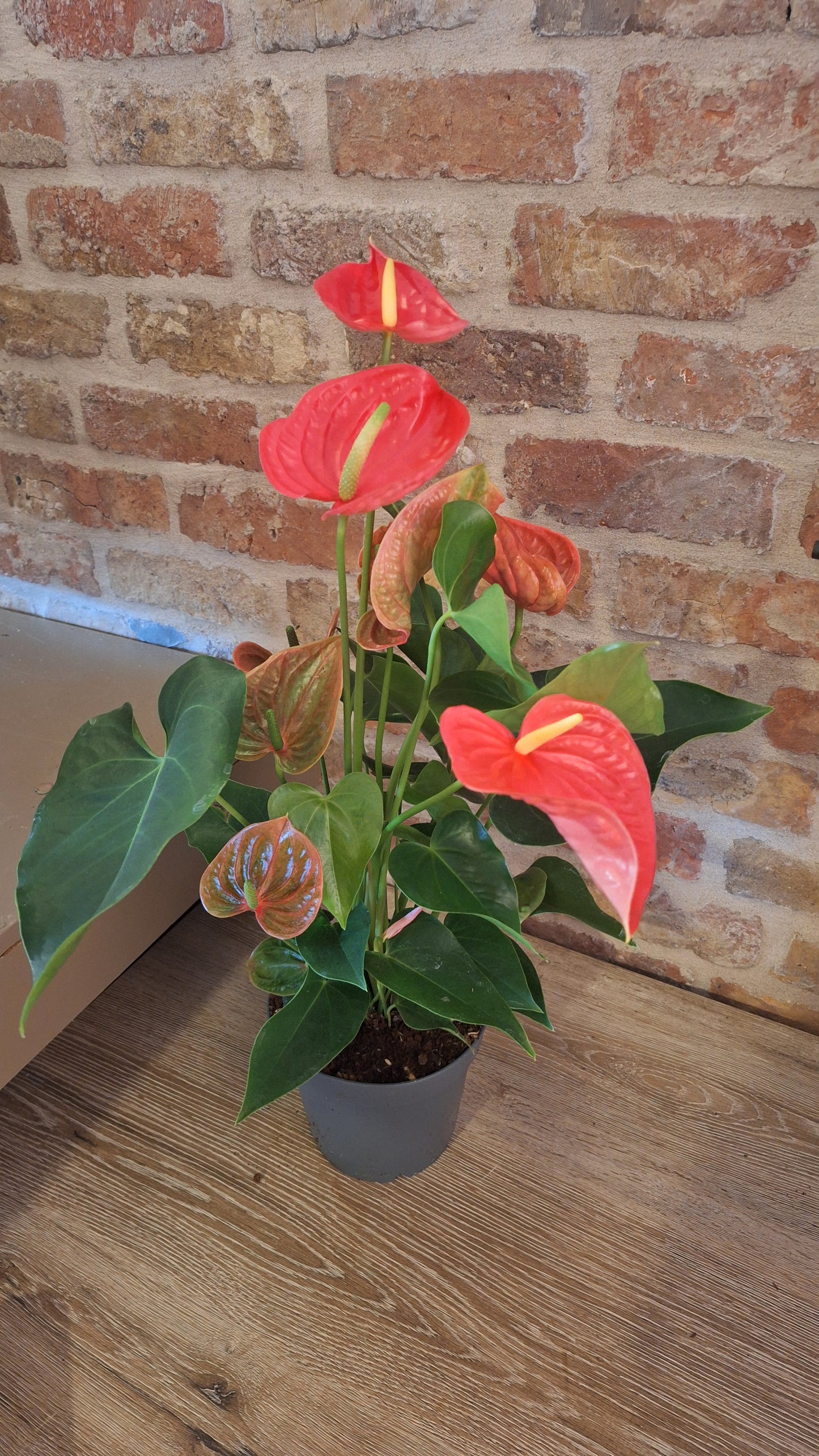 Anthurium karma roze dia 17cm